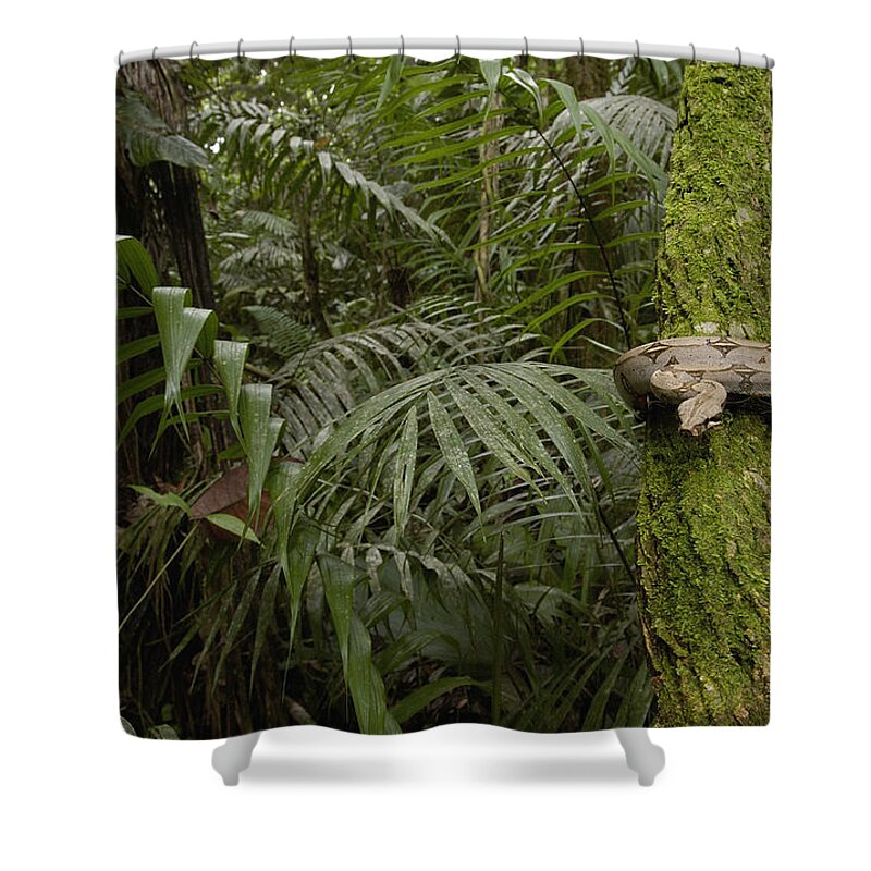 Feb0514 Shower Curtain featuring the photograph Boa Constrictor In The Rainforest by Pete Oxford
