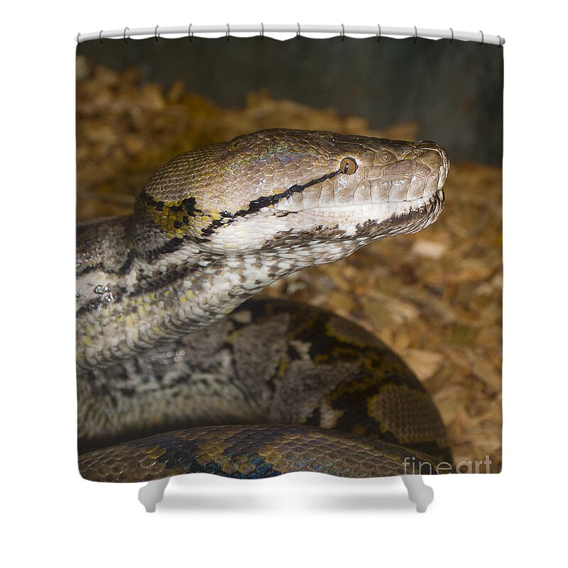 Animals Shower Curtain featuring the photograph Boa Constrictor - Mogo Zoo - Australia by Steven Ralser