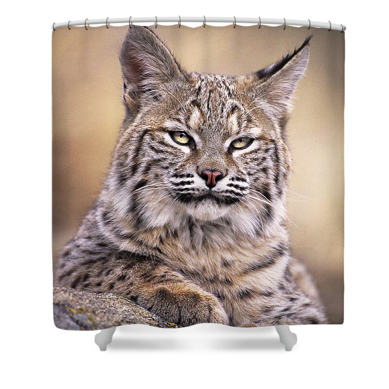Bobcat Shower Curtain featuring the photograph Bobcat Cub Portrait Montana Wildlife by Dave Welling