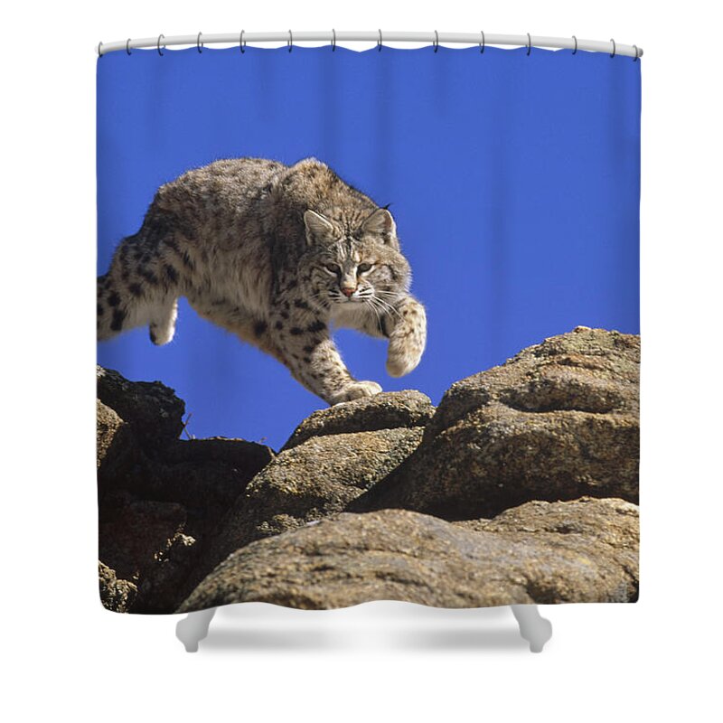 Feb0514 Shower Curtain featuring the photograph Bobcat Leaping From Rocks Colorado by Konrad Wothe