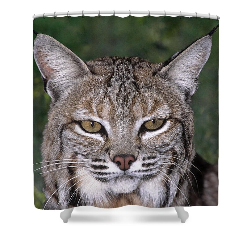 Bobcat Shower Curtain featuring the photograph Bobcat Portrait Wildlife Rescue by Dave Welling