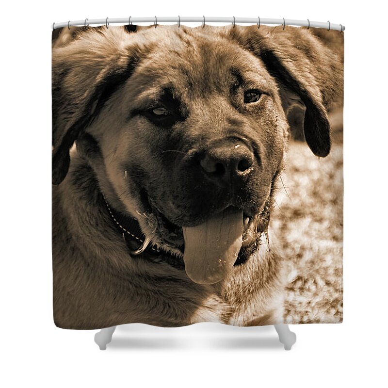Dog Shower Curtain featuring the photograph Boerboel-Sepia by Douglas Barnard