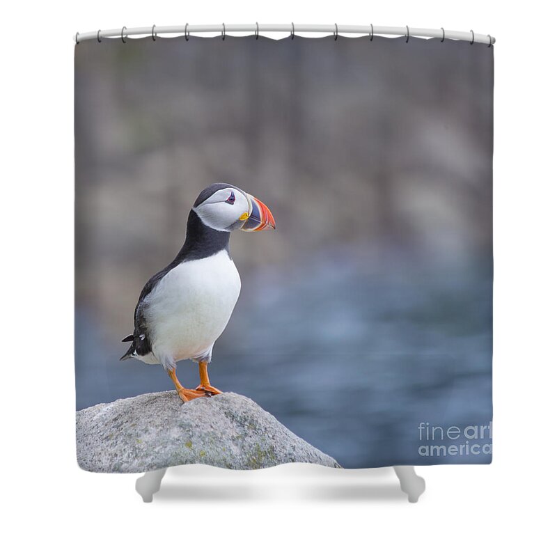 Puffin Shower Curtain featuring the photograph Born Free by Evelina Kremsdorf