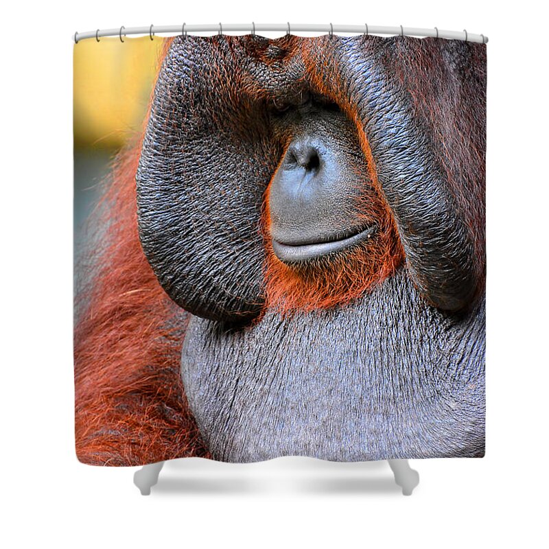 Orangutan Shower Curtain featuring the photograph Bornean Orangutan VI by Lourry Legarde