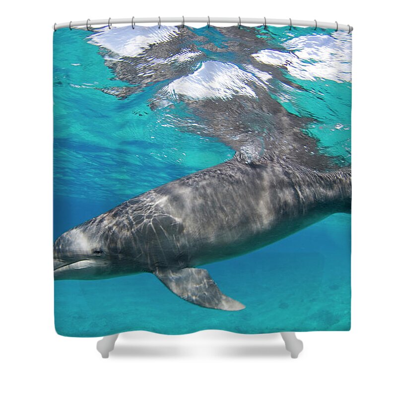 Bottlenose Dolphin Shower Curtain featuring the photograph Bottlenose Dolphin Captive by Luis Javier Sandoval - Vwpics