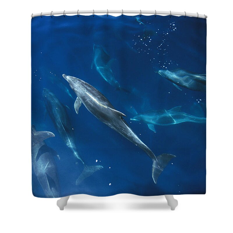 Feb0514 Shower Curtain featuring the photograph Bottlenose Dolphin Pod Galapagos Islands by Flip Nicklin