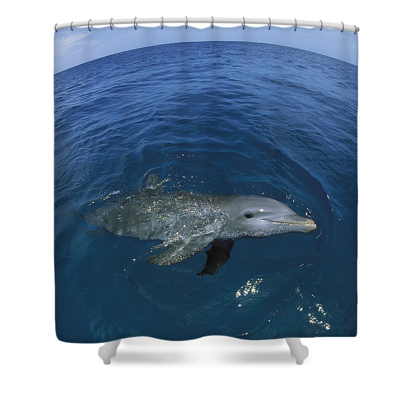 Feb0514 Shower Curtain featuring the photograph Bottlenose Dolphin Surfacing Honduras by Konrad Wothe