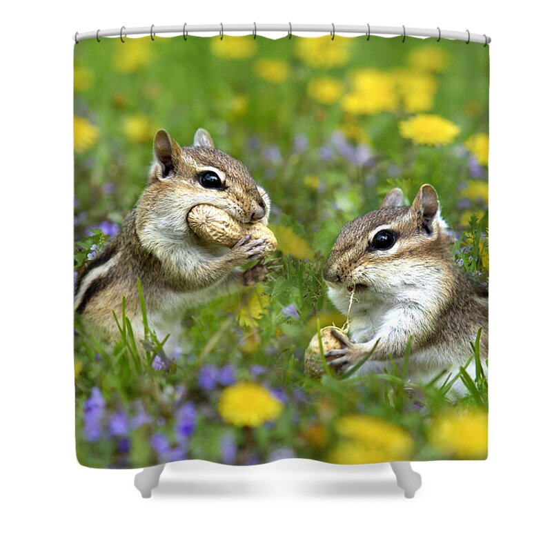 Chipmunks Shower Curtain featuring the photograph Bountiful Generosity by Christina Rollo