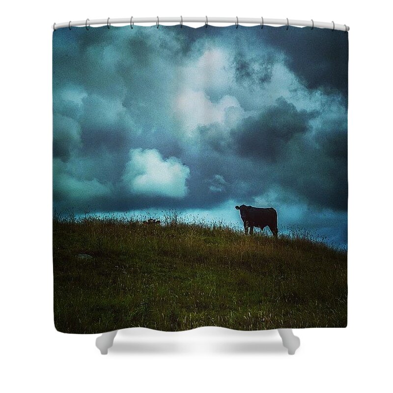 Wild Shower Curtain featuring the photograph Bovine Encounters by Aleck Cartwright
