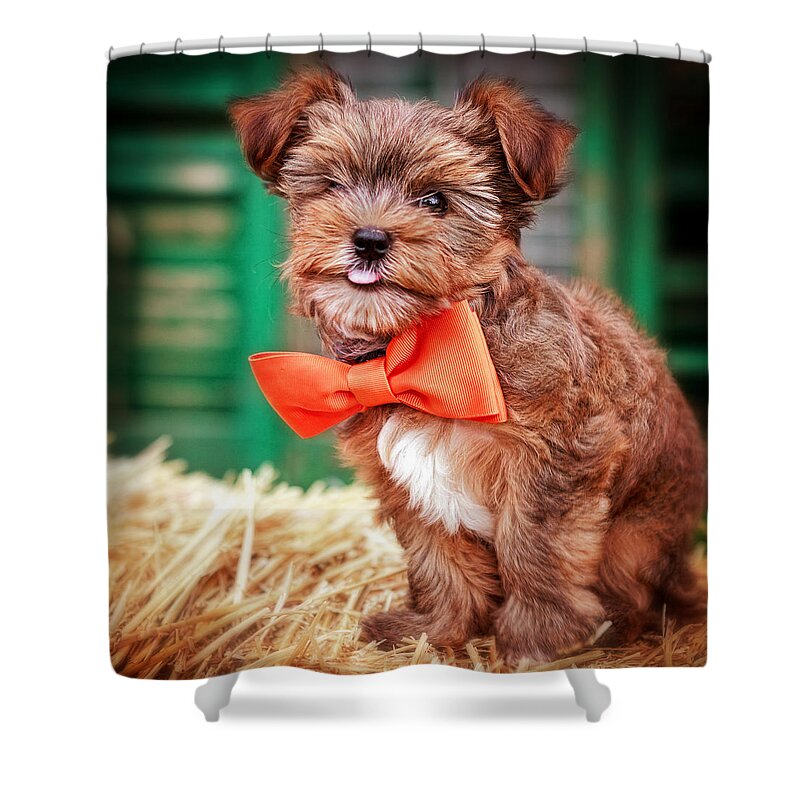 The Yorkshire Terrier Is A Small Dog Breed Of Terrier Type Shower Curtain featuring the photograph Bow Tie Bandit by Sennie Pierson