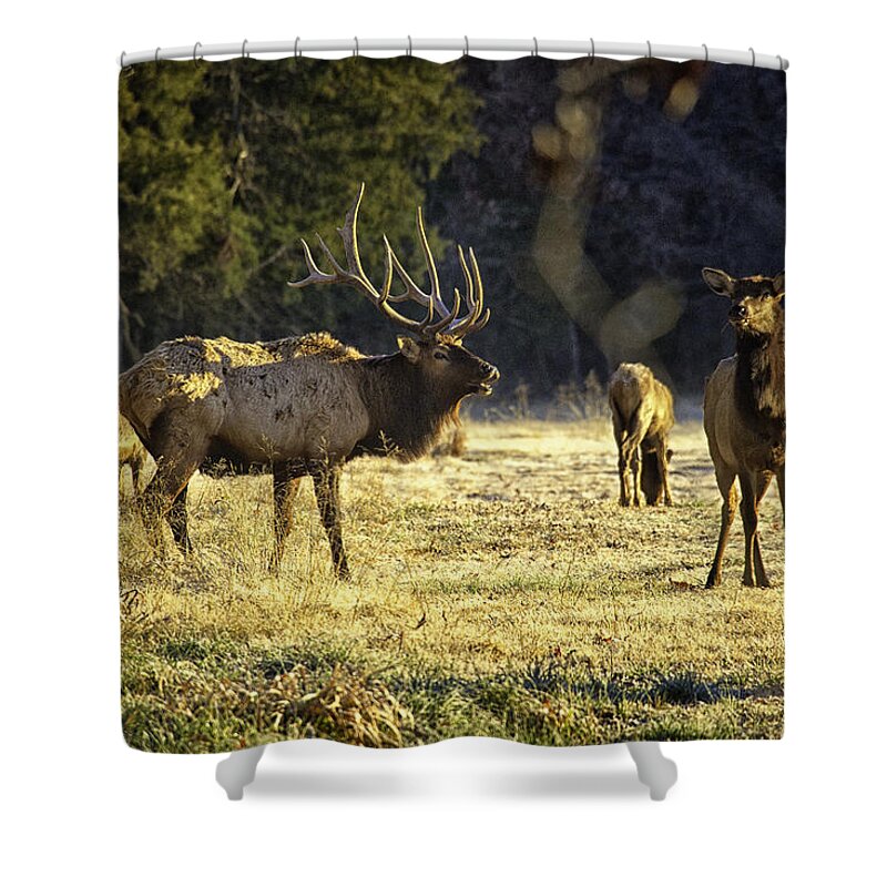 Bull Elk Shower Curtain featuring the photograph Boxley Stud and Cow Elk by Michael Dougherty