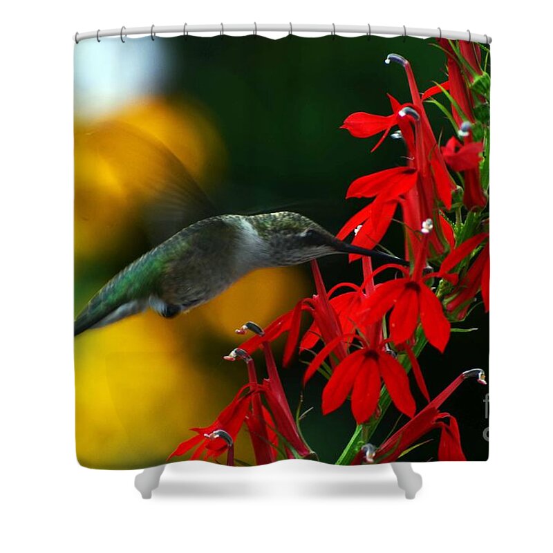 Hummingbird Shower Curtain featuring the photograph Boy Am I Hungry by Judy Wolinsky