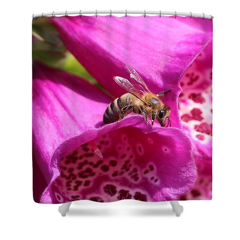 Honeybee Shower Curtain featuring the photograph Bracing for a Good Drink by Lucinda VanVleck