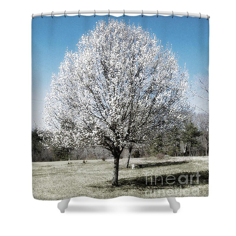 Bradford Pear Shower Curtain featuring the photograph Bradford Pear by Lee Owenby