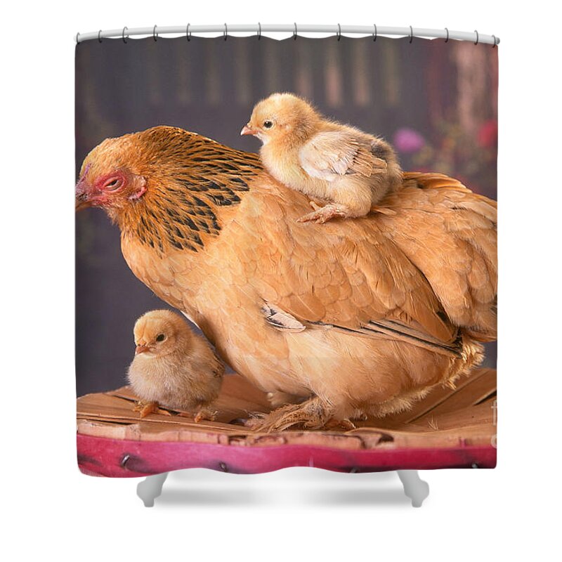 Animal Shower Curtain featuring the photograph Brahma Hen And Chicks by Alan and Sandy Carey