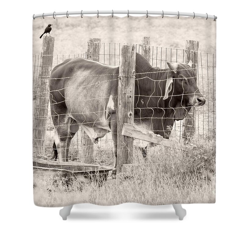 Brahman Shower Curtain featuring the photograph Brahman Bull by Imagery by Charly