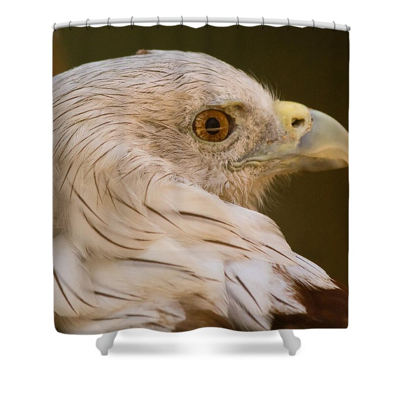 Shimoga Shower Curtain featuring the photograph Brahminy Kite by SAURAVphoto Online Store
