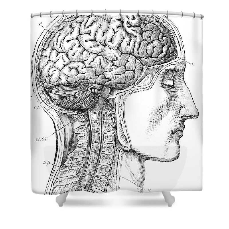 Science Shower Curtain featuring the photograph Brain From Right Side, 1883 by British Library