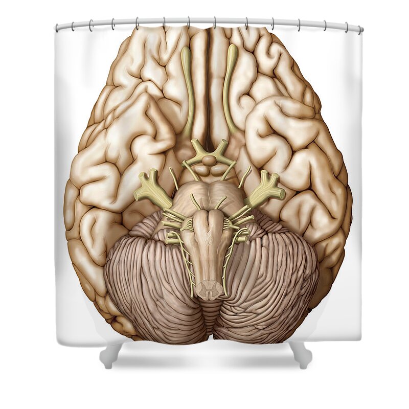 Graphic Shower Curtain featuring the photograph Brain, Illustration by QA International