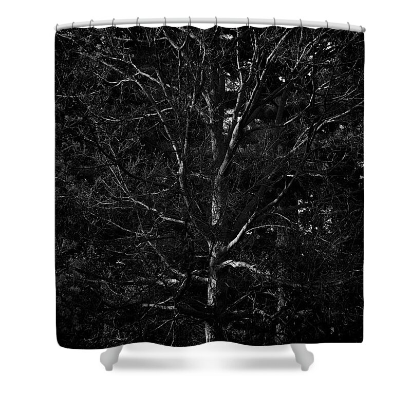 Branches Shower Curtain featuring the photograph Branch Patterns by Frank J Casella