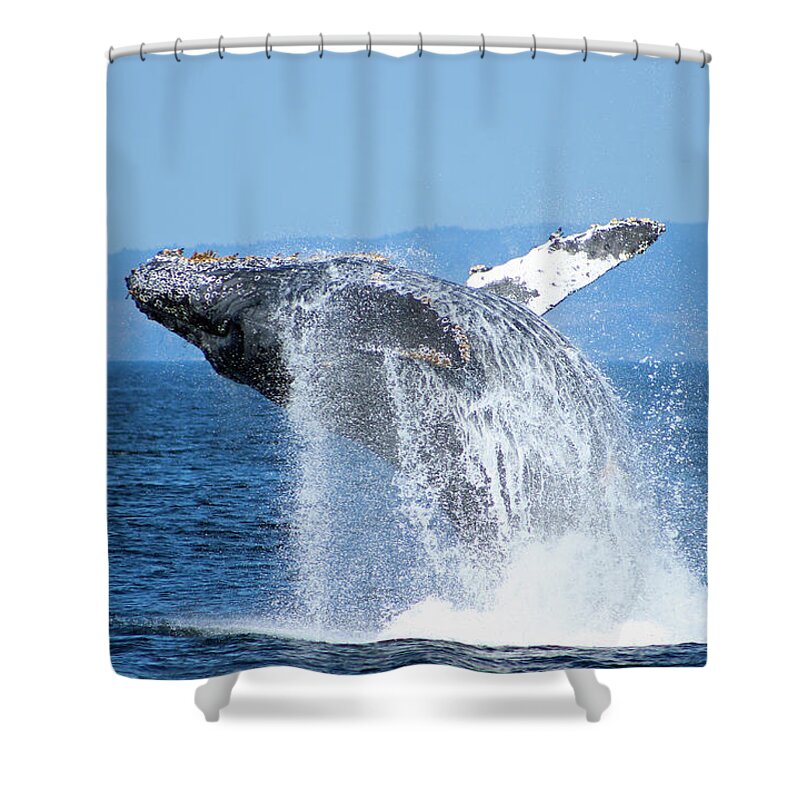 Humpback Shower Curtain featuring the photograph Breaching Humpback by Deana Glenz