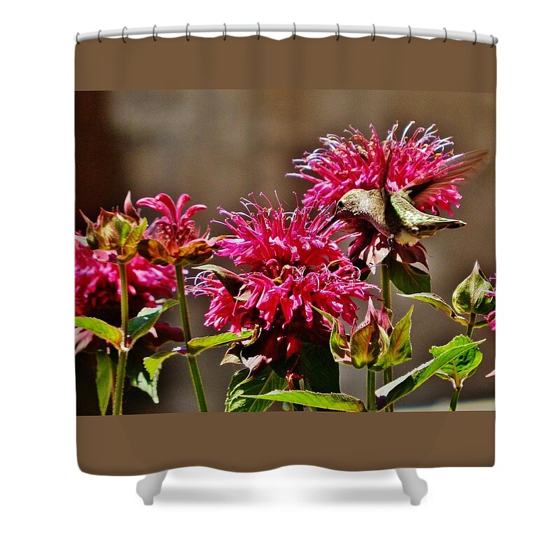 Hummingbird Shower Curtain featuring the photograph BREAKFAST at the BEE BALM by VLee Watson