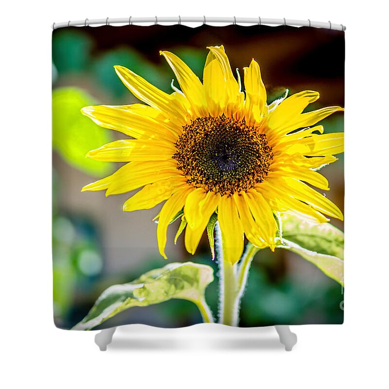 Bob And Nancy Kendrick Shower Curtain featuring the photograph Bright and Sunny by Bob and Nancy Kendrick