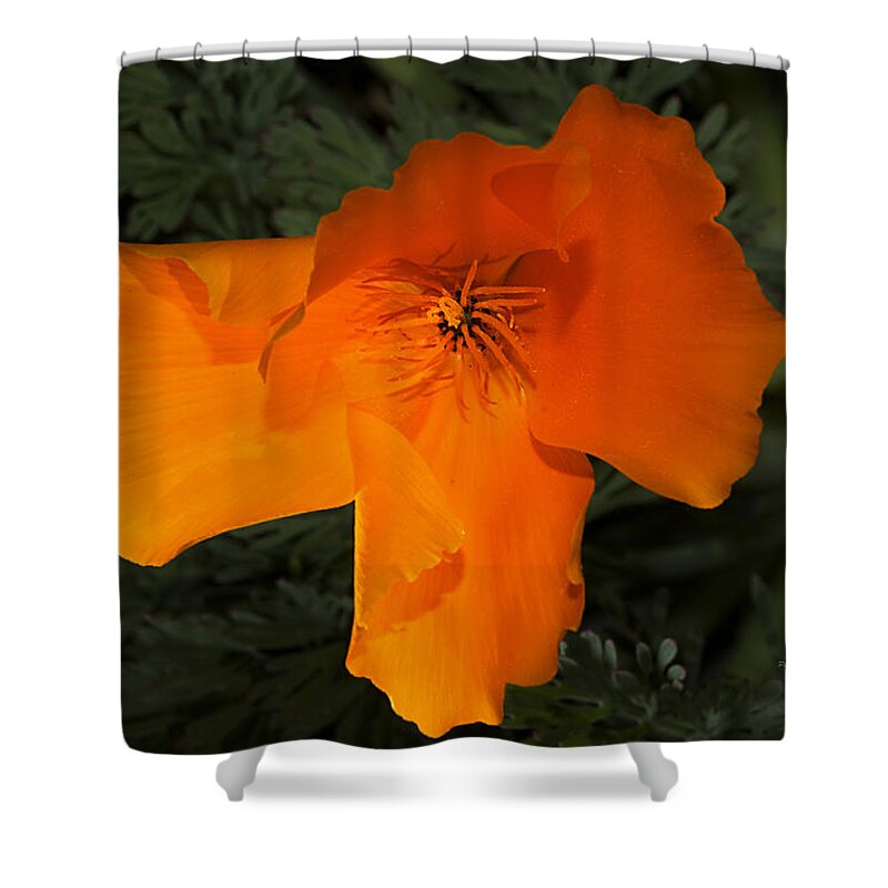 Poppy Shower Curtain featuring the photograph Bright California Poppy by Phyllis Denton