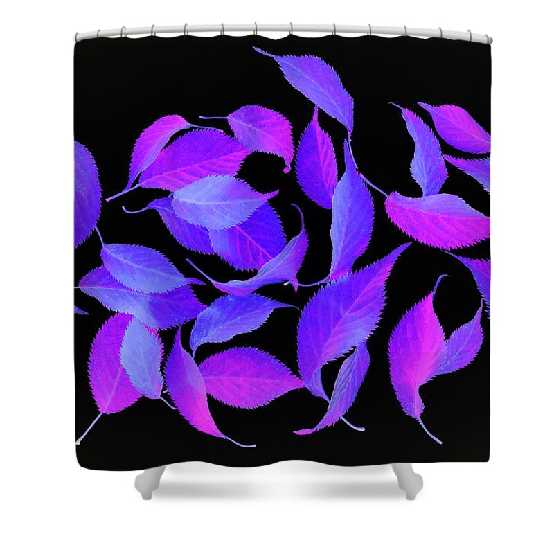 Haslemere Shower Curtain featuring the photograph Bright Coloured Leaf Fantasy On Black by Rosemary Calvert