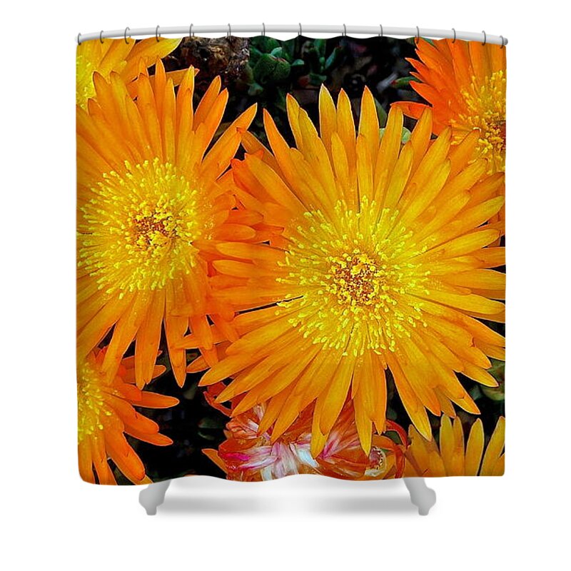Ice Plant Shower Curtain featuring the photograph Bright Orange by Cheryl Cutler