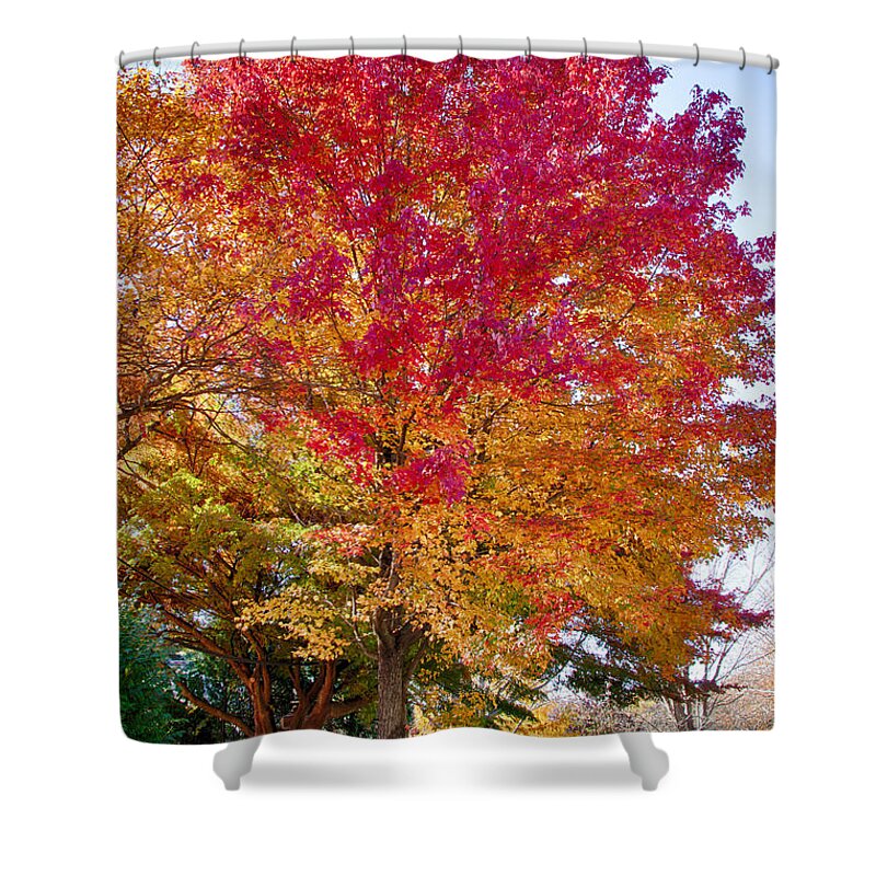 Marblehead Shower Curtain featuring the photograph brilliant autumn colors on a Marblehead street by Jeff Folger