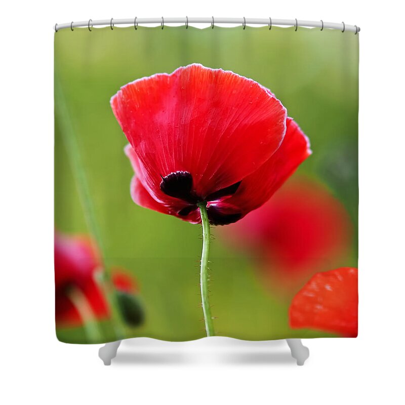 Poppy Shower Curtain featuring the photograph Brilliant Red Poppy Flower by Rona Black