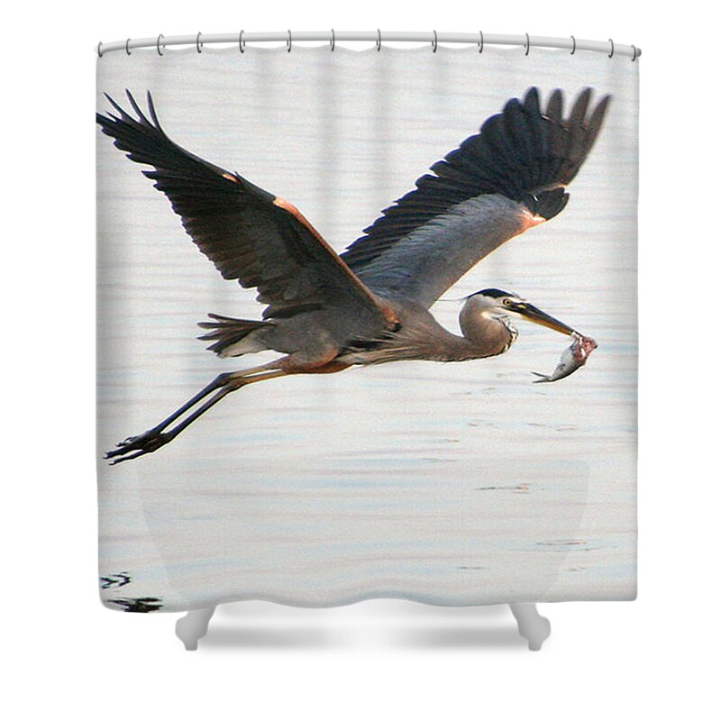 Fauna Shower Curtain featuring the photograph Bringing Home Dinner by Mariarosa Rockefeller