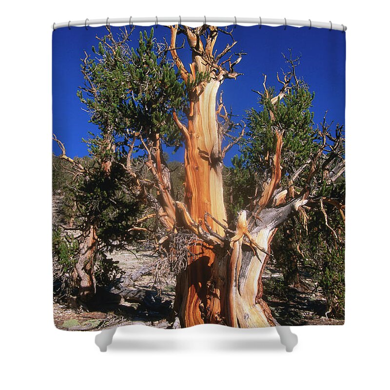 Extreme Terrain Shower Curtain featuring the photograph Bristlecone Pine Tree In Shulman Grove by John Elk