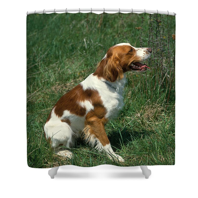 Animal Shower Curtain featuring the photograph Brittany Spaniel by Jeanne White