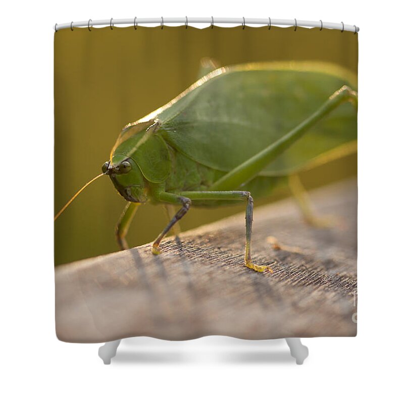 Broad-winged Katydid Shower Curtain featuring the photograph Broad-winged Katydid by Meg Rousher