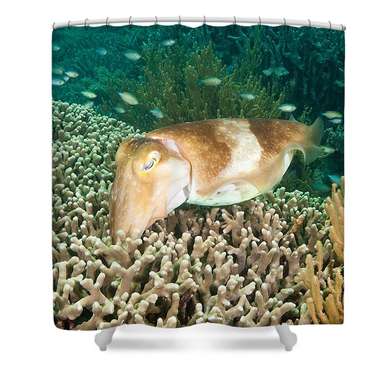 Marine Shower Curtain featuring the photograph Broadclub Cuttlefish Depositing Eggs by Andrew J Martinez