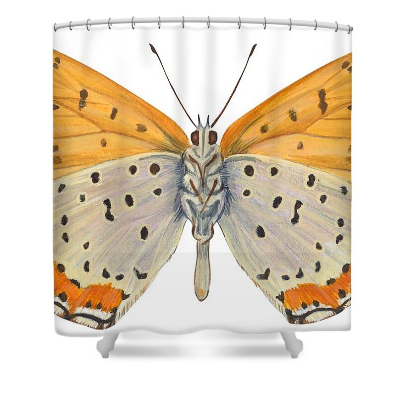 Zoology; No People; Horizontal; Close-up; Full Length; White Background; One Animal; Animal Themes; Nature; Wildlife; Symmetry; Fragility; Wing; Animal Pattern; Antenna; Entomology; Illustration And Painting; Spotted; Yellow; Bronze Shower Curtain featuring the drawing Bronze copper butterfly by Anonymous
