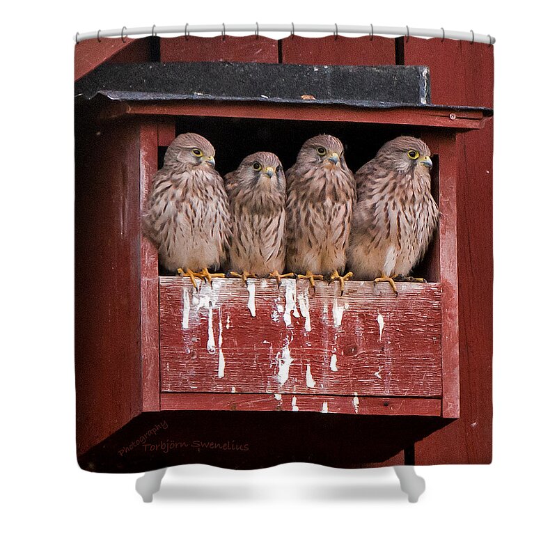 The Four Young Kestrels Shower Curtain featuring the photograph Brothers and sisters by Torbjorn Swenelius