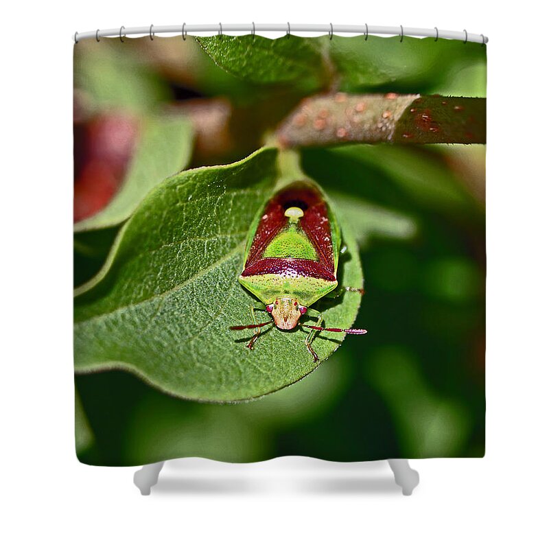 Insects Shower Curtain featuring the photograph Martini Glass by Jennifer Robin