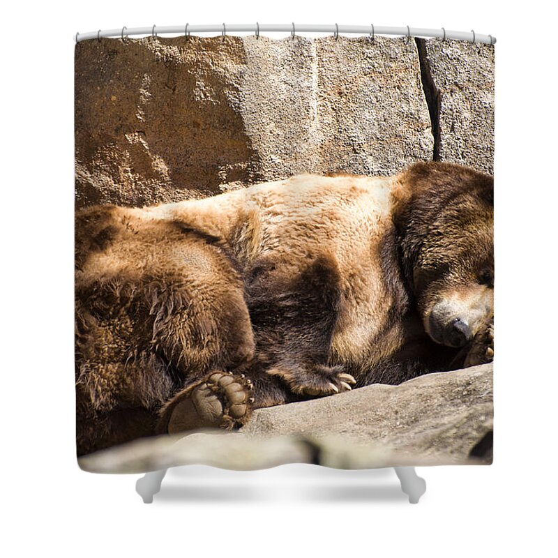 Brown Bear Shower Curtain featuring the photograph Brown bear asleep again by Flees Photos