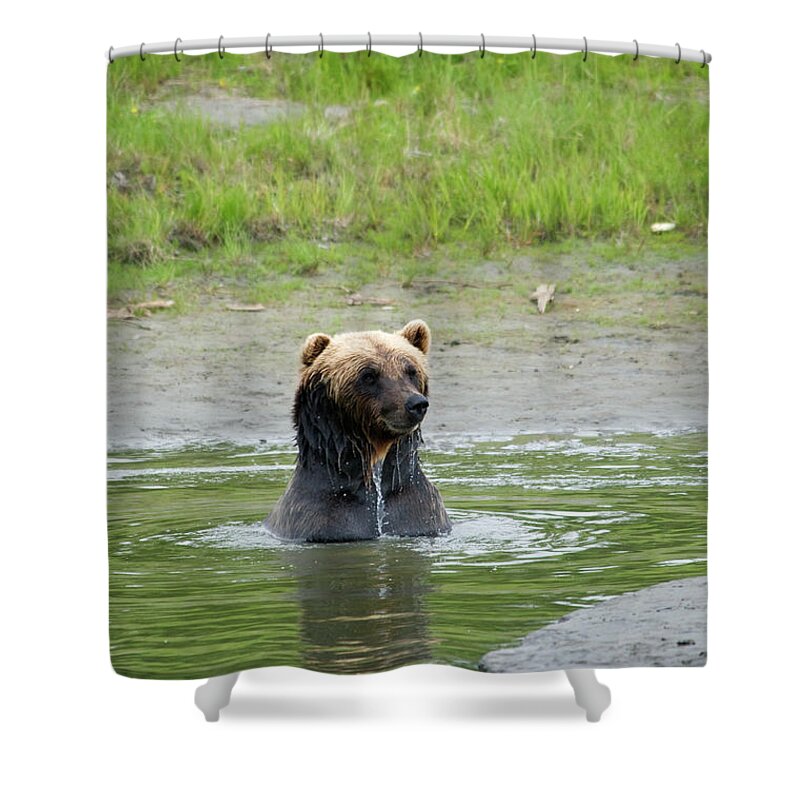 Brown Bear Shower Curtain featuring the photograph Brown Bear At Alaska Wildlife by Mark Newman
