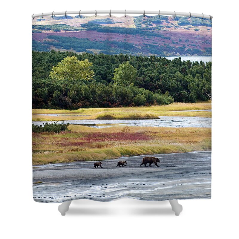 Animal In Landscape Shower Curtain featuring the photograph Brown Bear Mother With Two Cubs by Sergey Gorshkov