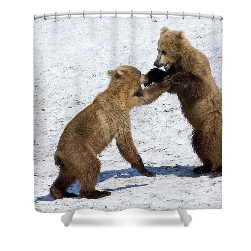 00782007 Shower Curtain featuring the photograph Brown Bear Ursus Arctos Cubs Play by Sergey Gorshkov