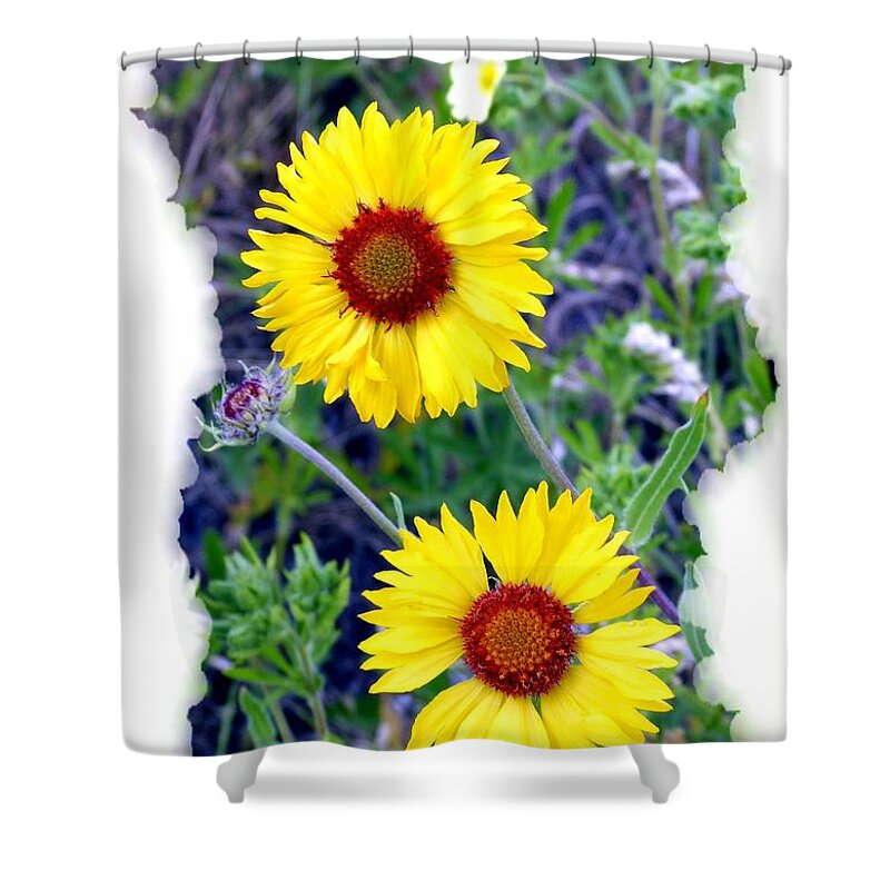 Brown-eyed Susans Shower Curtain featuring the photograph Brown- Eyed Susans by Will Borden