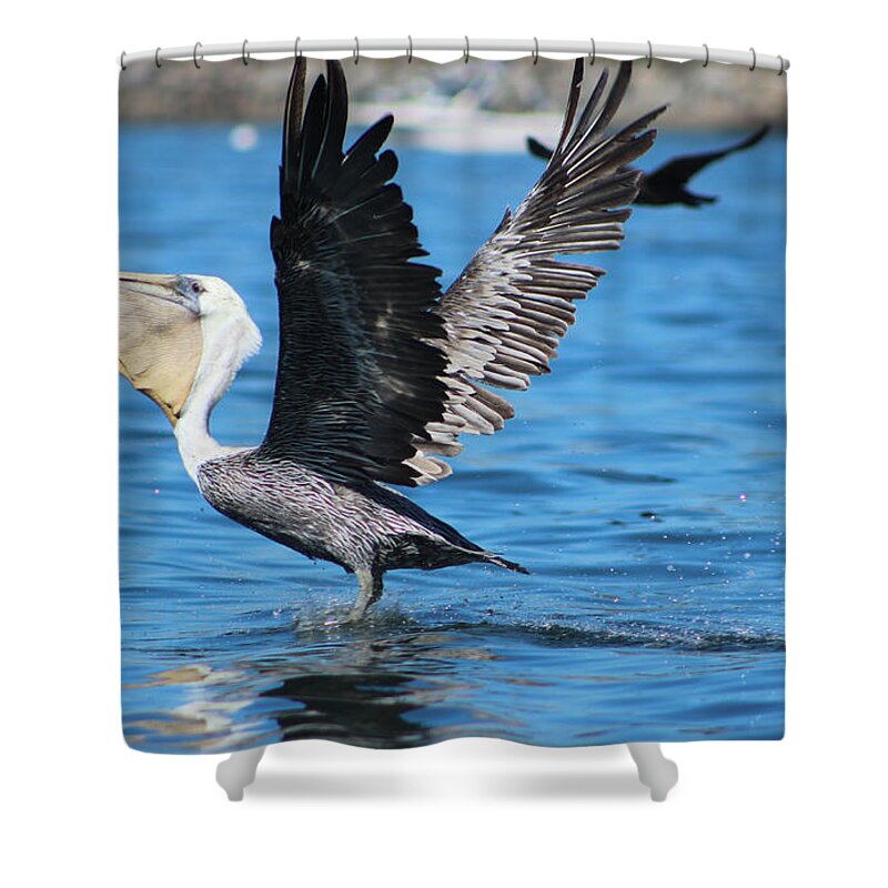 Bird Shower Curtain featuring the photograph Brown Pelican Landing by Deana Glenz