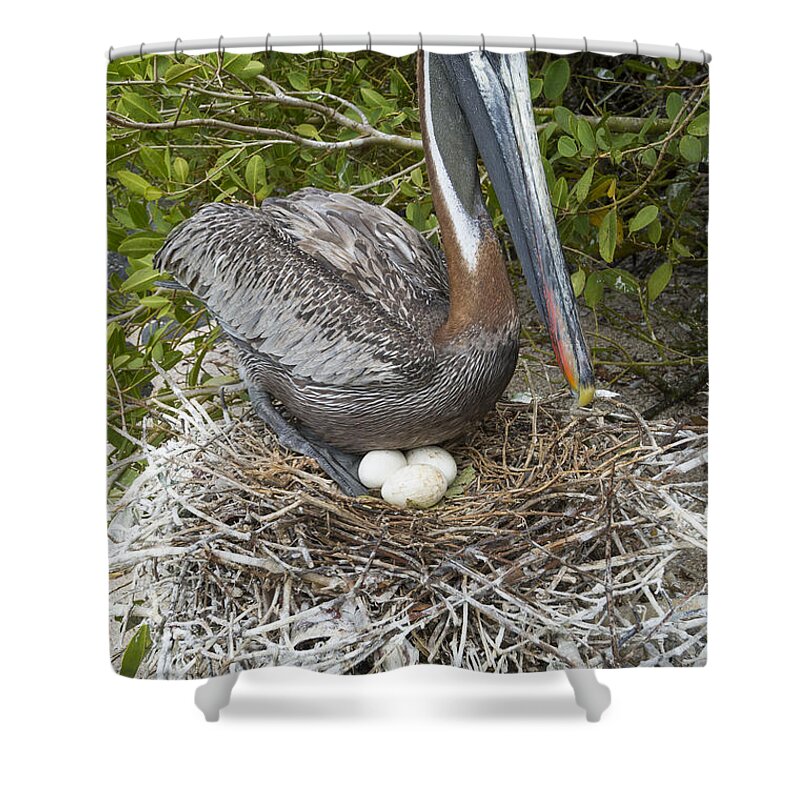 534059 Shower Curtain featuring the photograph Brown Pelican Nesting Galapagos by Tui De Roy