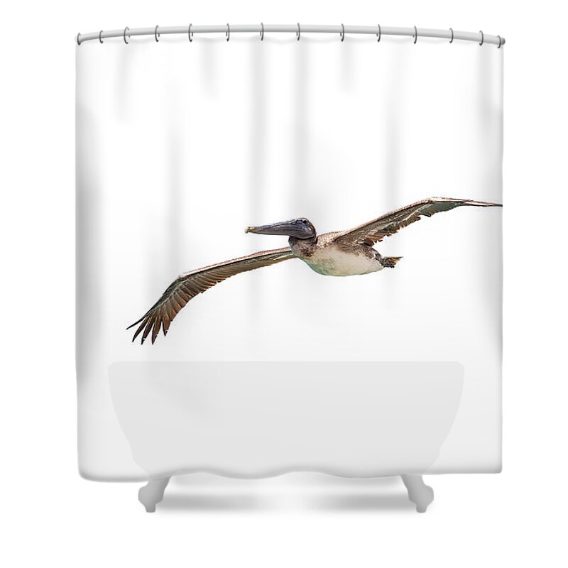 Birds Shower Curtain featuring the photograph Brown Pelican on White by John M Bailey