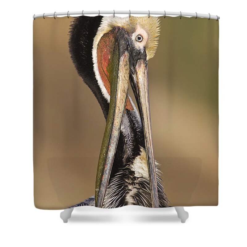 Pelican Shower Curtain featuring the photograph Brown pelican preening by Bryan Keil