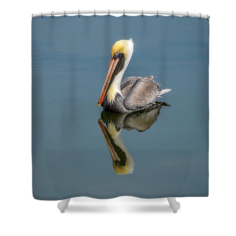 Brown Pelican Reflection Shower Curtain featuring the photograph Brown Pelican Reflection by Debra Martz